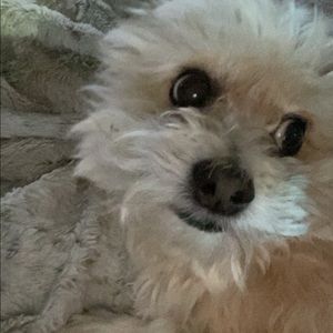 Meet your Posher, Jordan